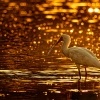 Kolpik africky - Platalea alba - African Spoonbill o6241